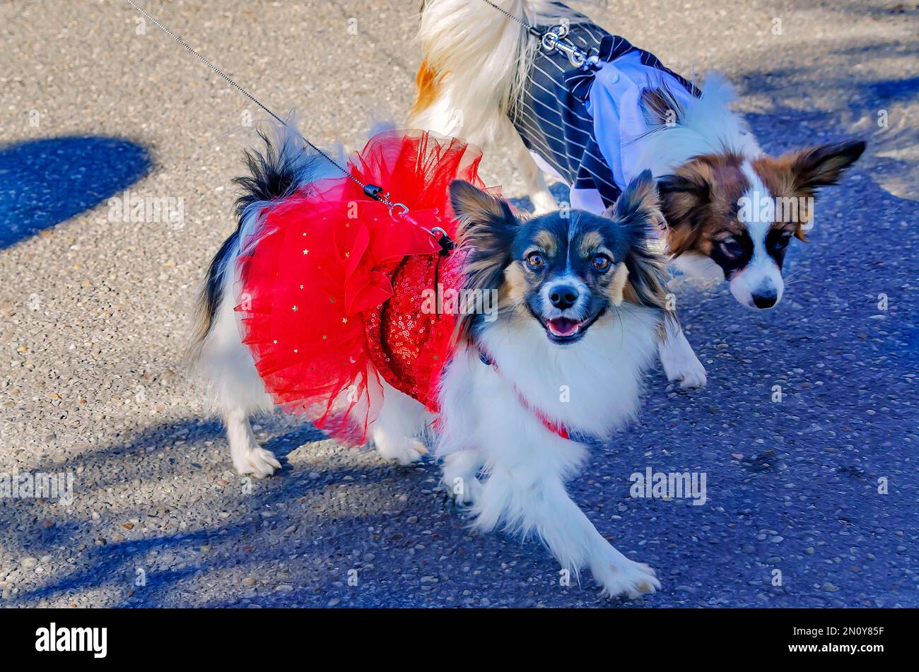 Kostümierte Hunde auf der Parade „Mystic Krewe of Salty Paws Mardi Gras“ am 4. Februar 2023 auf Dauphin Island, Alabama. Das Thema der diesjährigen Stockfoto
