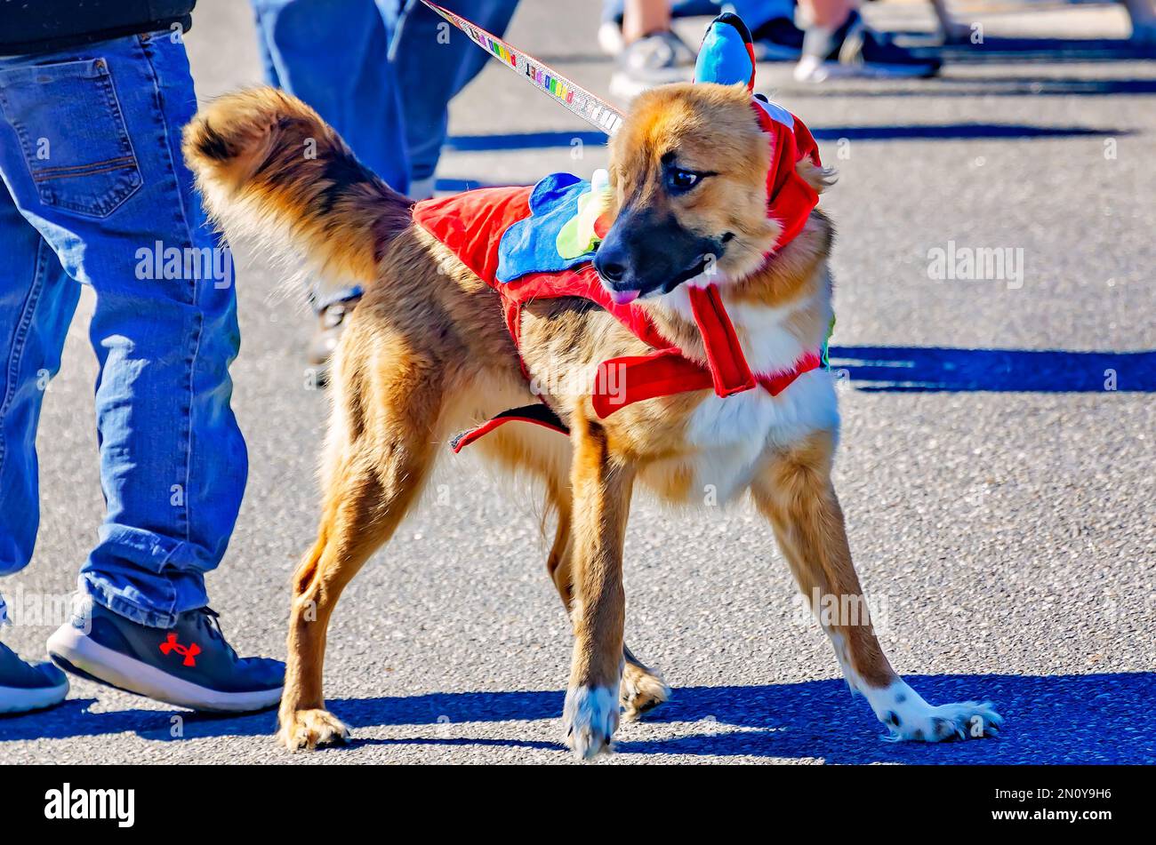 Ein in Kostümen gekleideter Hund geht auf der Parade „Mystic Krewe of Salty Paws“ am 4. Februar 2023 in Dauphin Island, Alabama, spazieren. Stockfoto