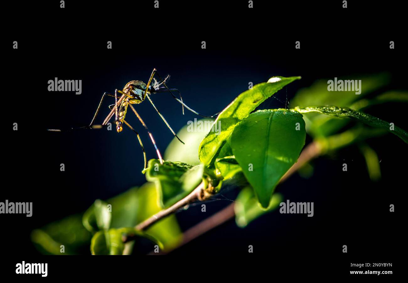 Nahaufnahme einer großen Mücke auf grünen Blättern, unscharfer Hintergrund der Natur, Makrofotos, selektiver Fokus, Insekt Thailand. Stockfoto