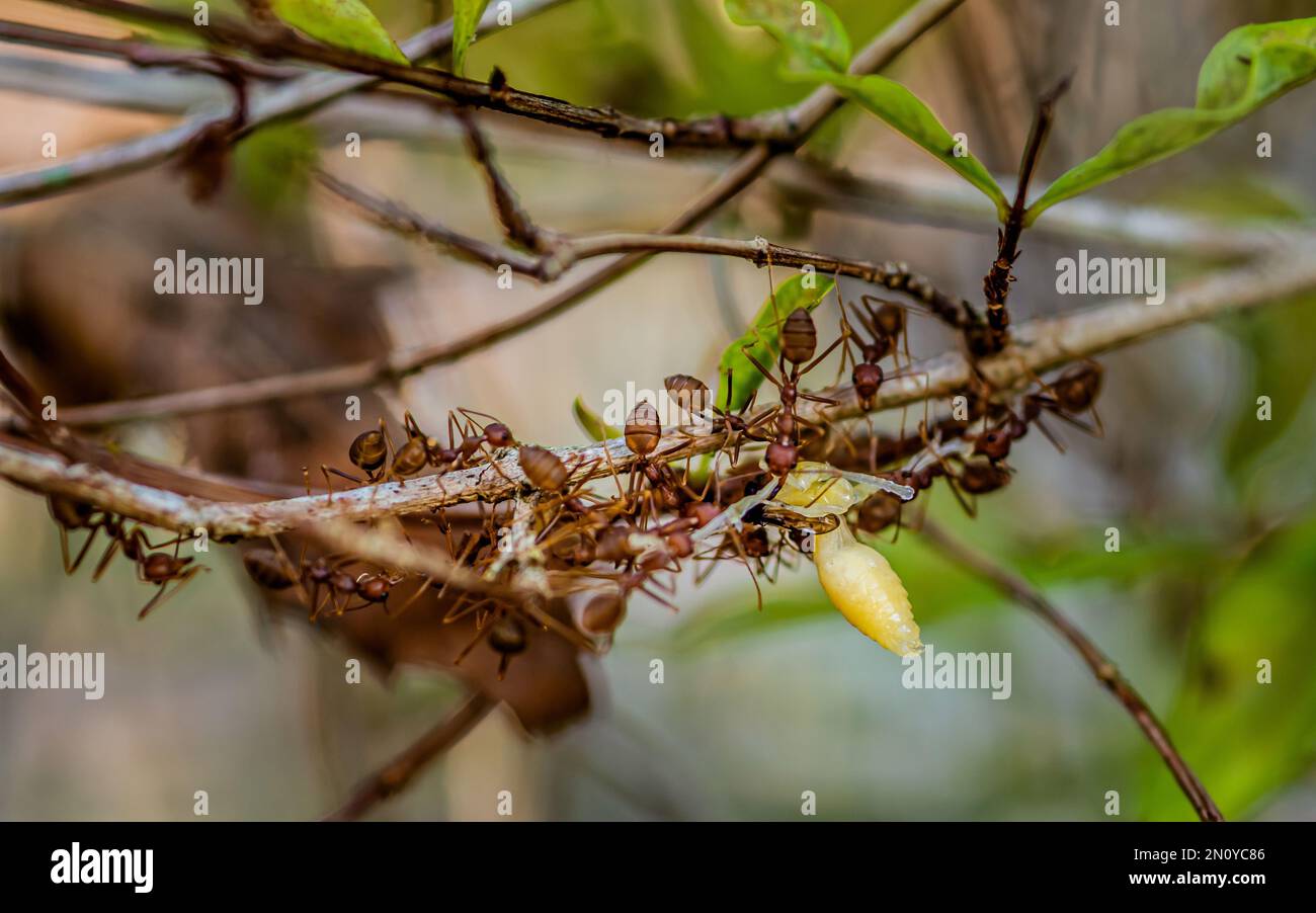 Die roten Ameisen, die das Team sammelt, transportieren das Essen, die Larven, die Wespe auf dem Ast, die Ameisen arbeiten mit der Arbeit zusammen. Stockfoto