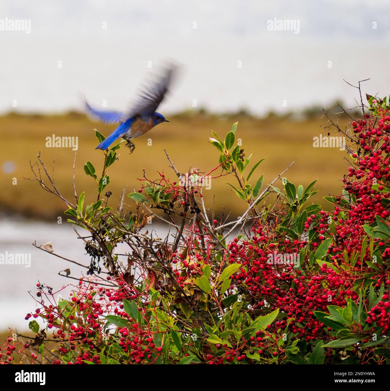 Leuchtend blauer Vogel im Flug neben einem roten Toyon-Beeren-Busch Stockfoto