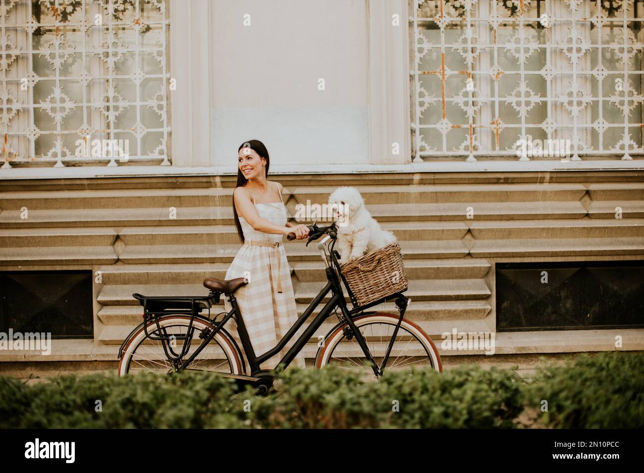 Hübsche junge Frau mit einem bichon-Hund im Fahrradkorb macht eine gemütliche Fahrt Stockfoto