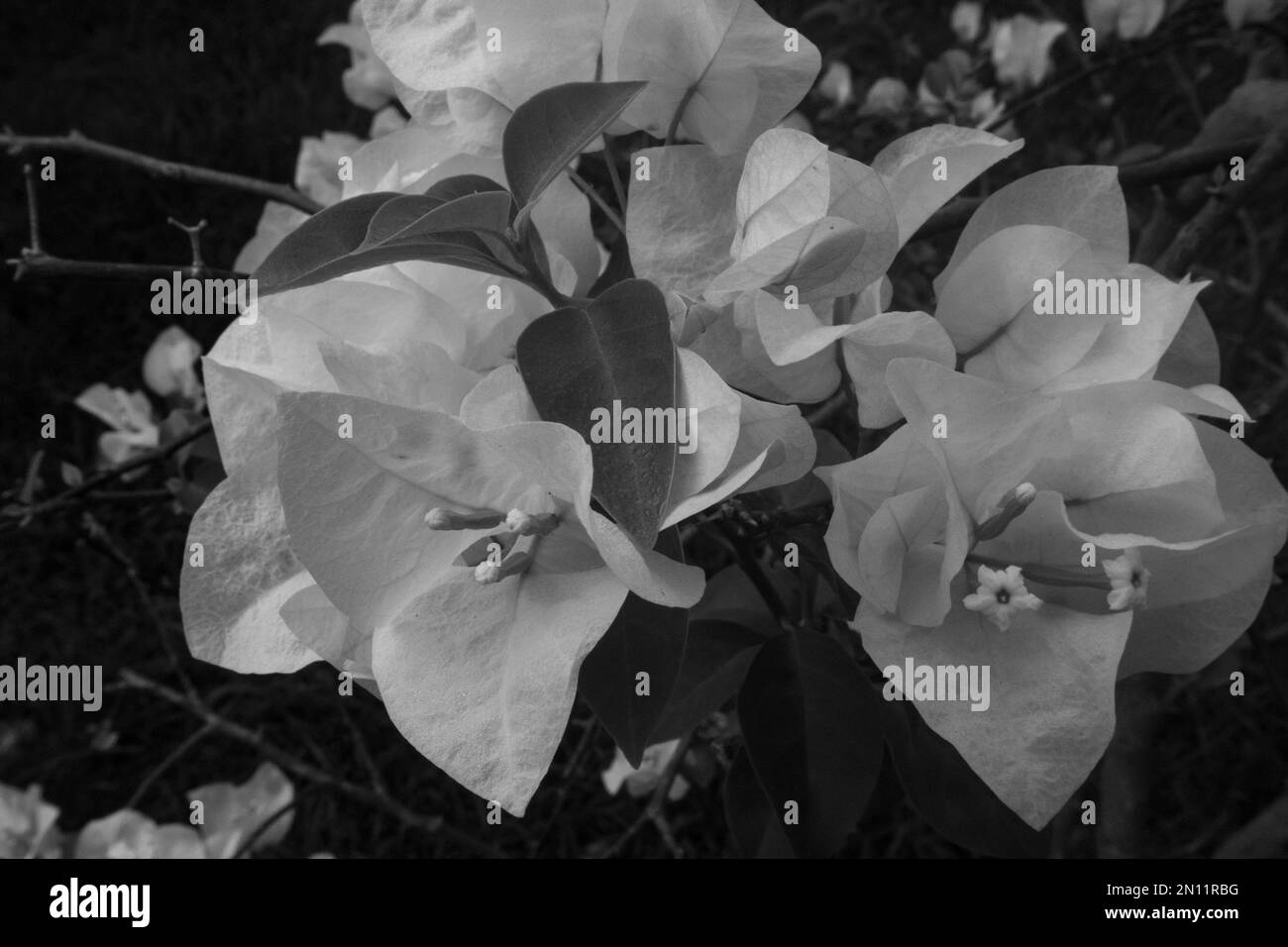 Foto der schwarz-weißen Bougainvillea, auch bekannt als buganvilla, Bugambilia. Stockfoto