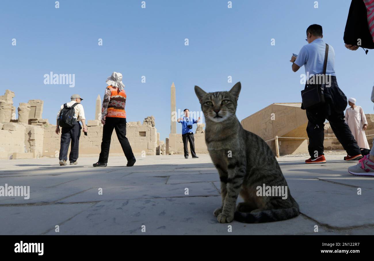 An Egyptian Mau cat, whose breed dates back to ancient Egypt, pauses as Chinese tourists visit the Karnak Temple in Luxor, Egypt, Friday, Nov. 6, 2015. Elsewhere, hundreds of British tourists stranded in the Egyptian resort of Sharm el-Sheikh waited anxiously Friday for flights home as budget carrier easyJet said the Egyptian government had disrupted some of its flights out of Sinai, the site of a Russian jetliner crash.(AP Photo/Amr Nabil) Stockfoto