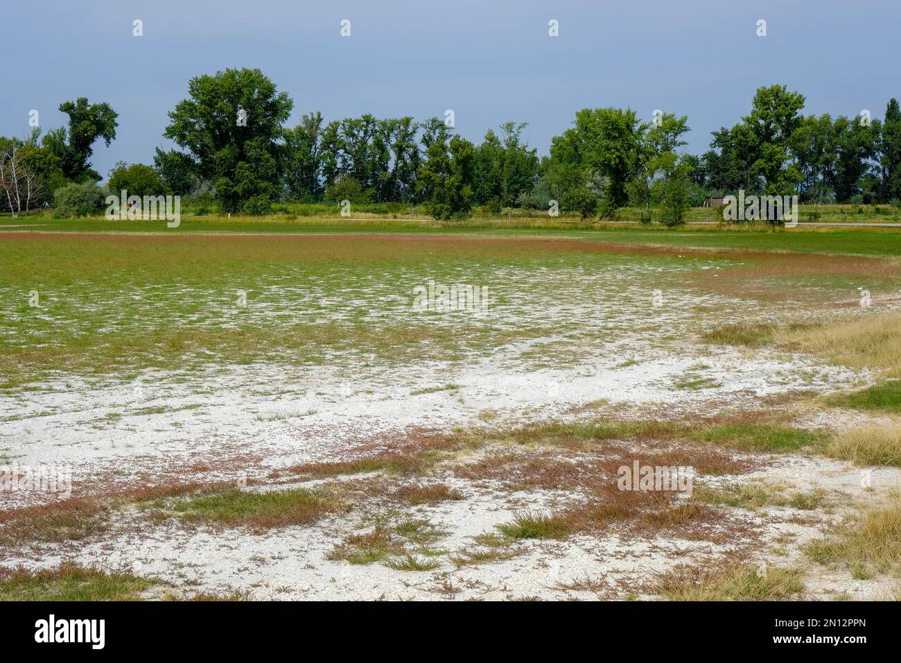 Getrocknete Salzpfütze im Spätsommer, Neusiedlsee-Nationalpark, Burgenland, Österreich, Europa Stockfoto