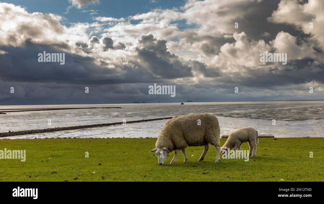 Schafe, dramatischer Himmel mit Deichschafen in Holmersiel, Nordstrand, Nordfriesien, Schleswig Holstein Stockfoto