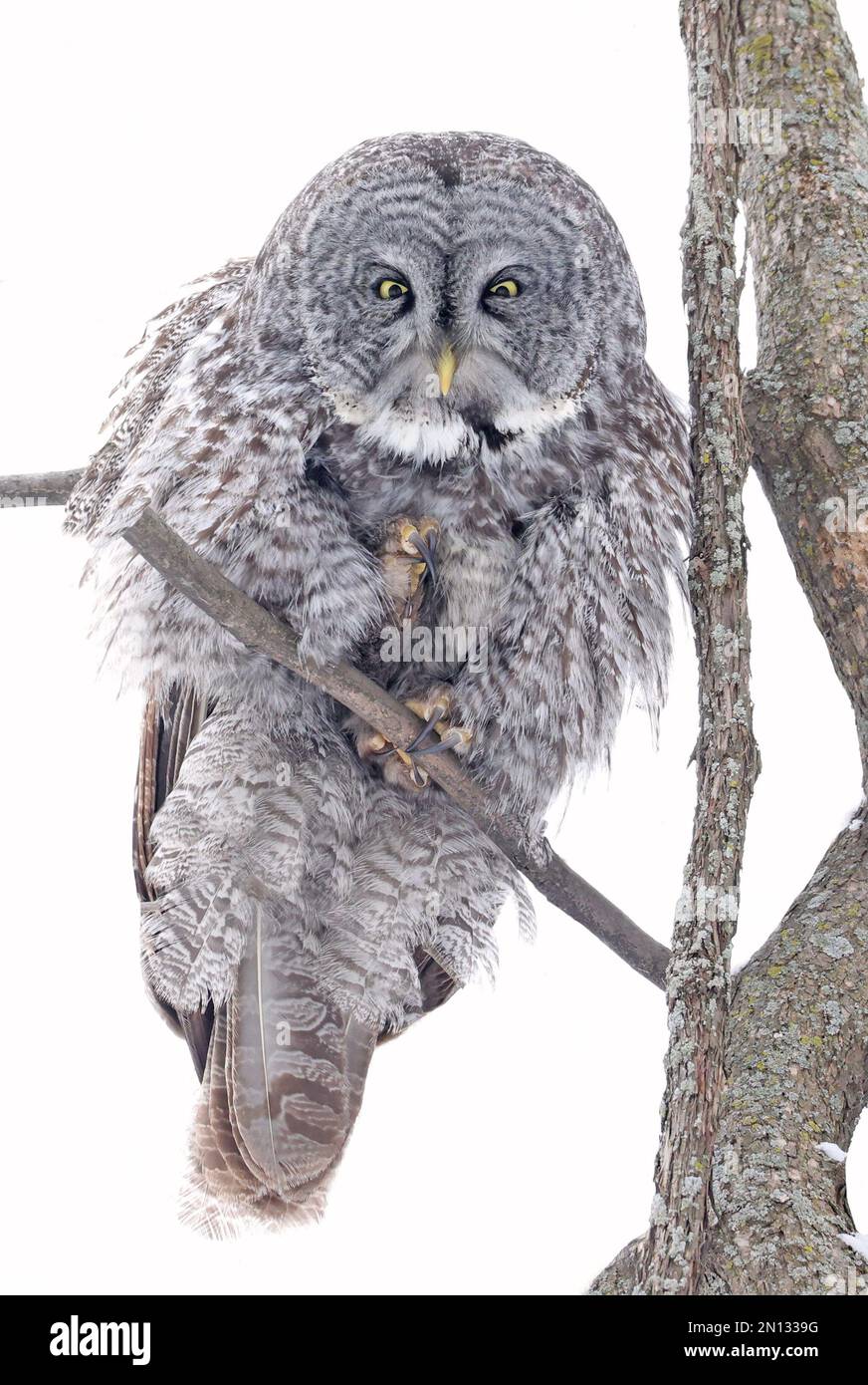 Great Grey Owl sitzt auf einem Baum Ast im Wald, Quebec, Kanada Stockfoto