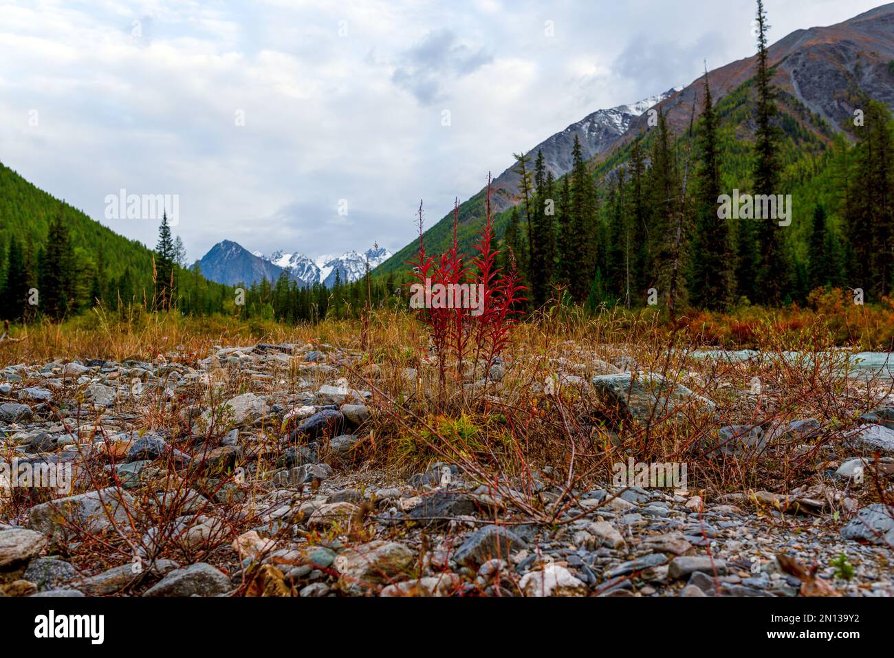 Herbstgras auf den Steinen eines getrockneten alpinen Flusses vor dem Hintergrund eines Fichtenwaldes und Felsen mit Schnee und Gletschern in Altai. Stockfoto