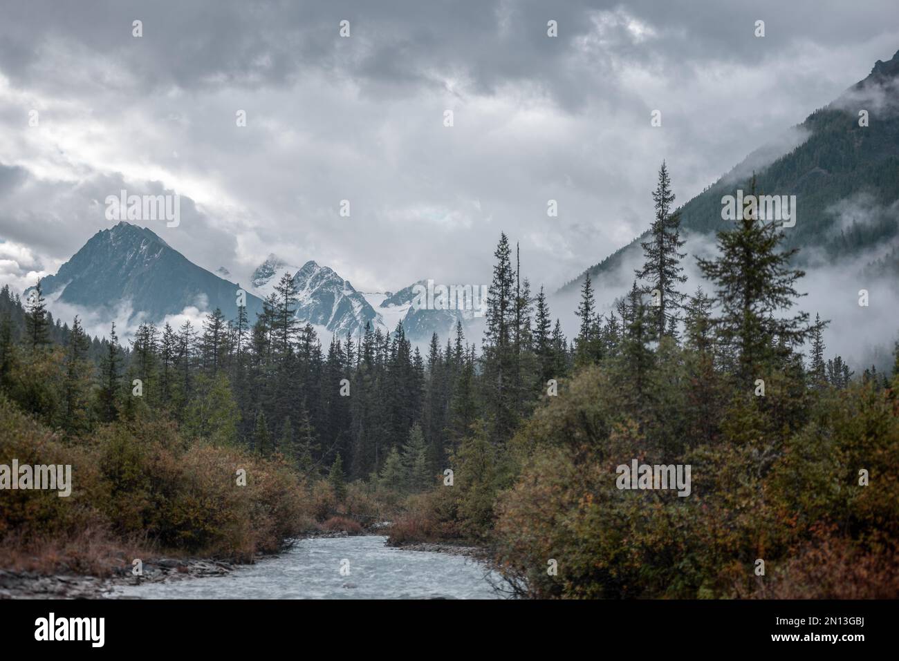 Morgennebel über den Fichtenwäldern in den Bergen und der Fluss umhüllt die Felsen mit Gletschern und Schnee in Gewitterwolken in Altai. Stockfoto