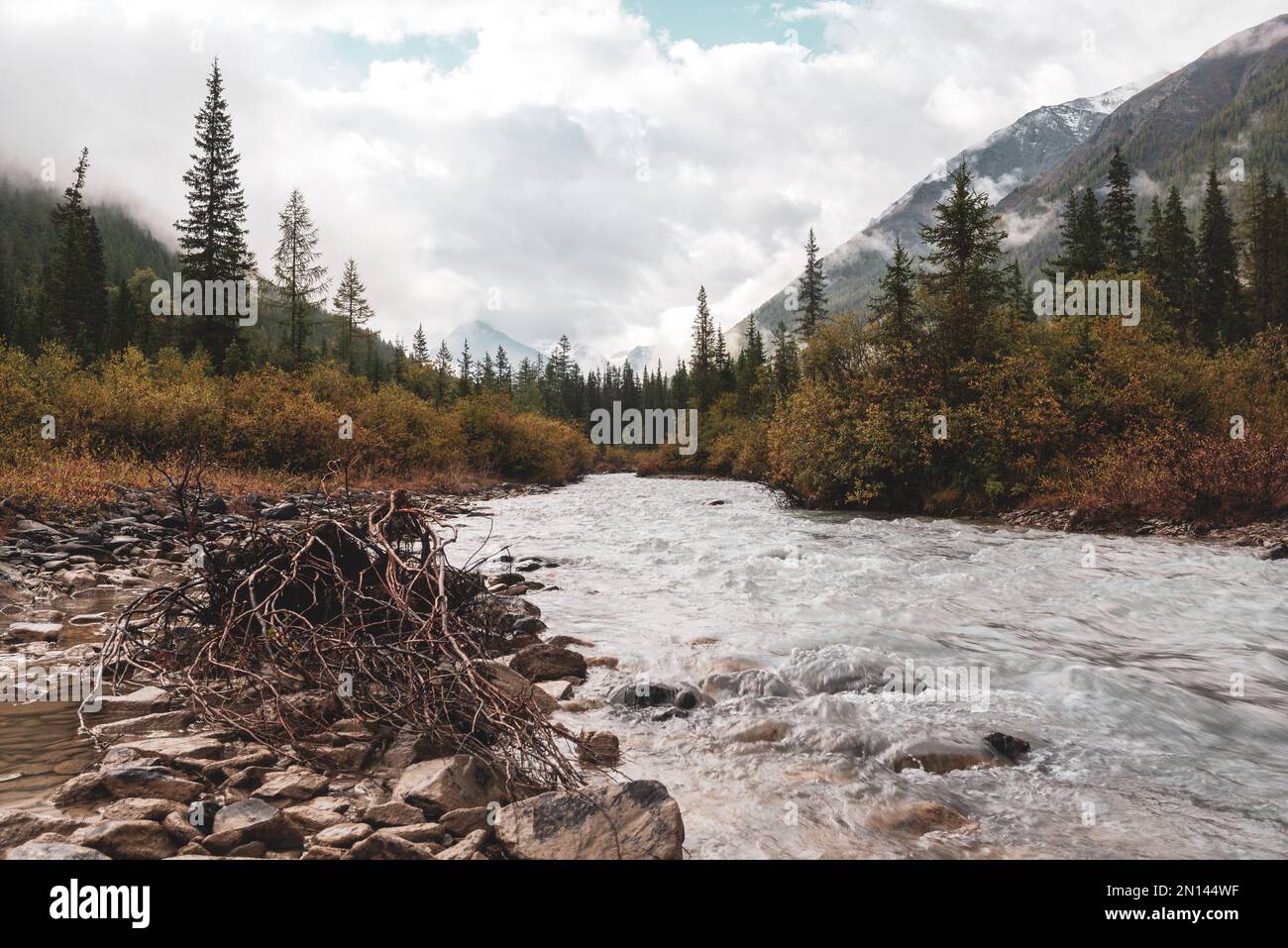 Trockener Baum mit Wurzeln im klaren Wasser eines alpinen Flusses im Altai-Gebirge unter bewölktem Himmel nach Regen und Nebel im Herbst. Stockfoto