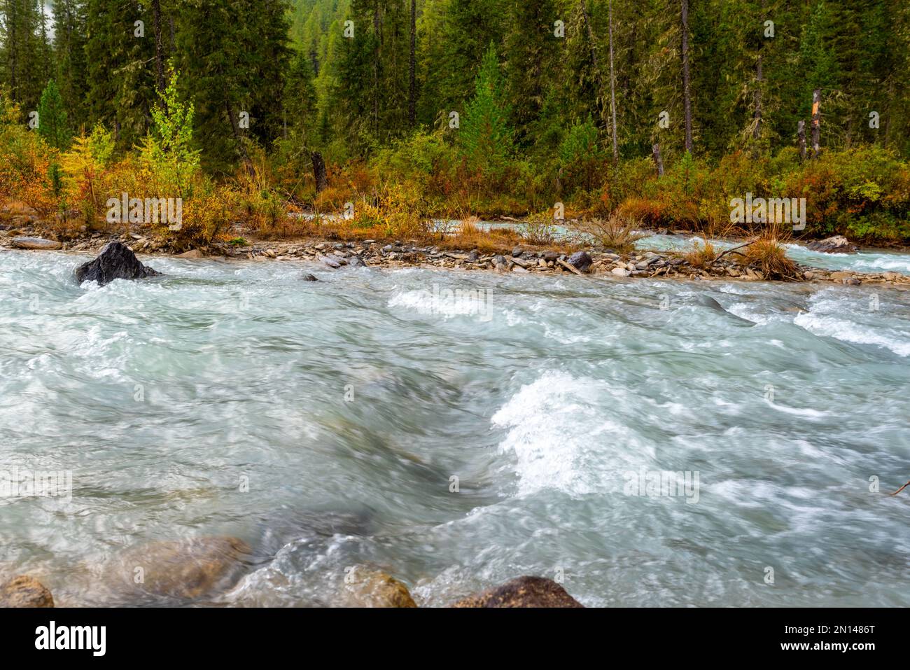 Ein stürmischer alpiner Fluss mit Wellen an einer Steinküste und ein Berg mit Fichtenwald nach einem Regen am Morgen in Altai. Stockfoto