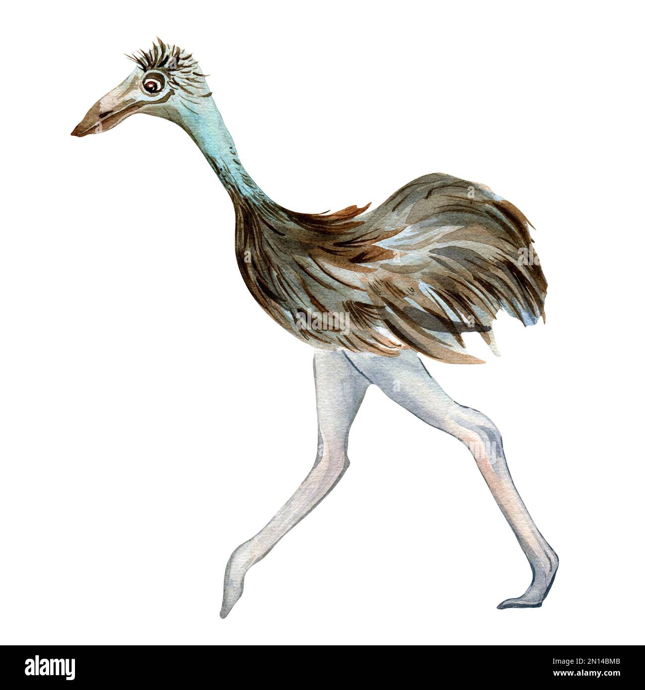 Cartoon-Strauß-Aquarell-Illustration isoliert auf weißem Hintergrund. Süße australische emu-Figur, handgezeichnet. Designelement für Druck, Wand Stockfoto