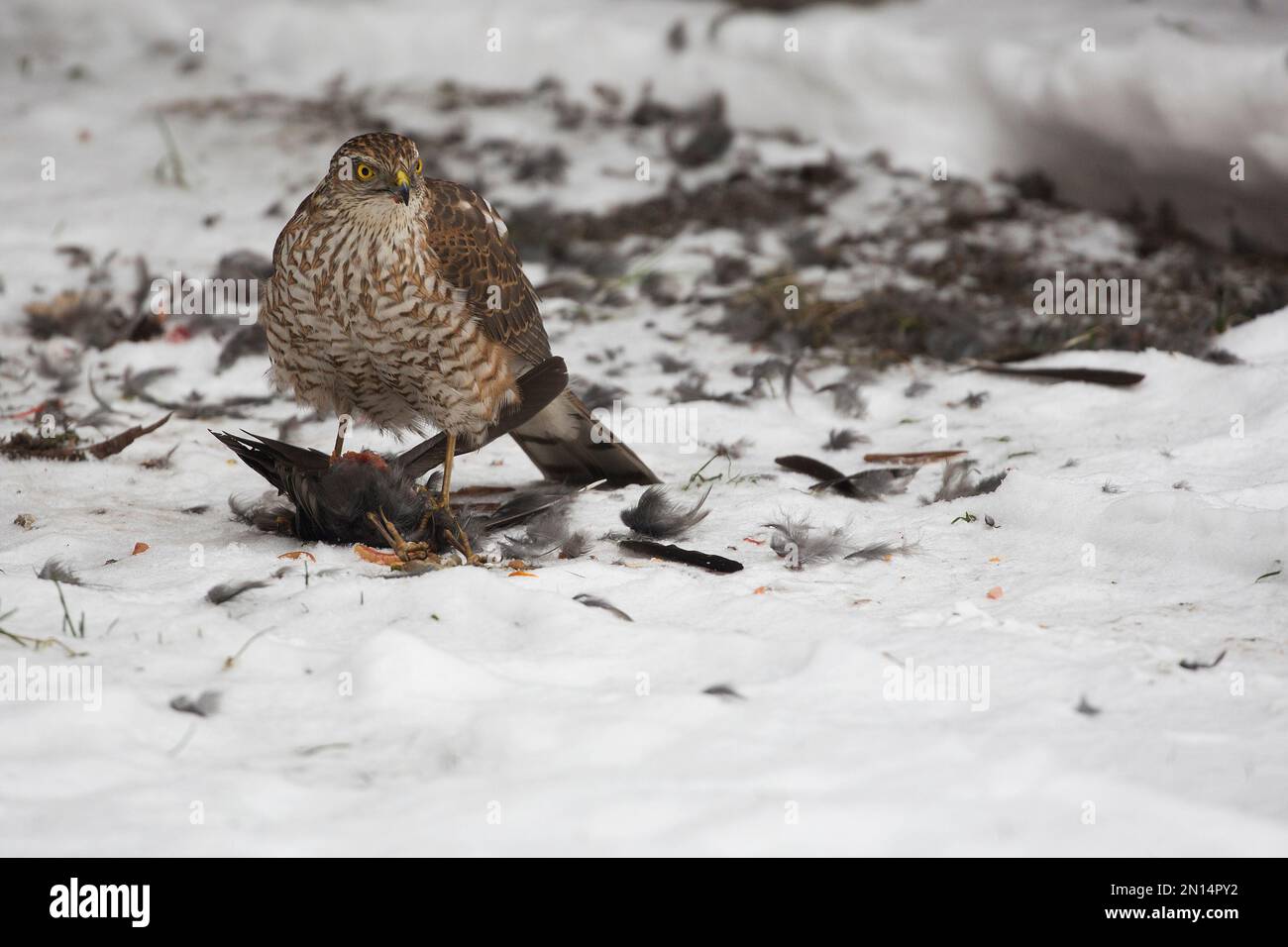 Ein junger Nordgoshawk auf der Jagd im Winter Stockfoto