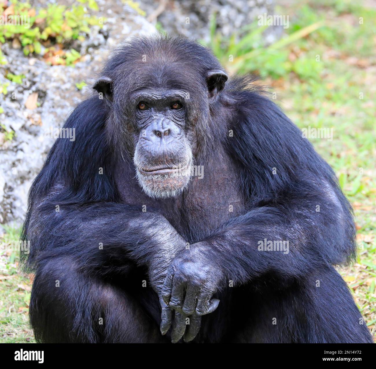 Nahaufnahme eines Schimpansen mit grünem Hintergrund in die Kamera Stockfoto