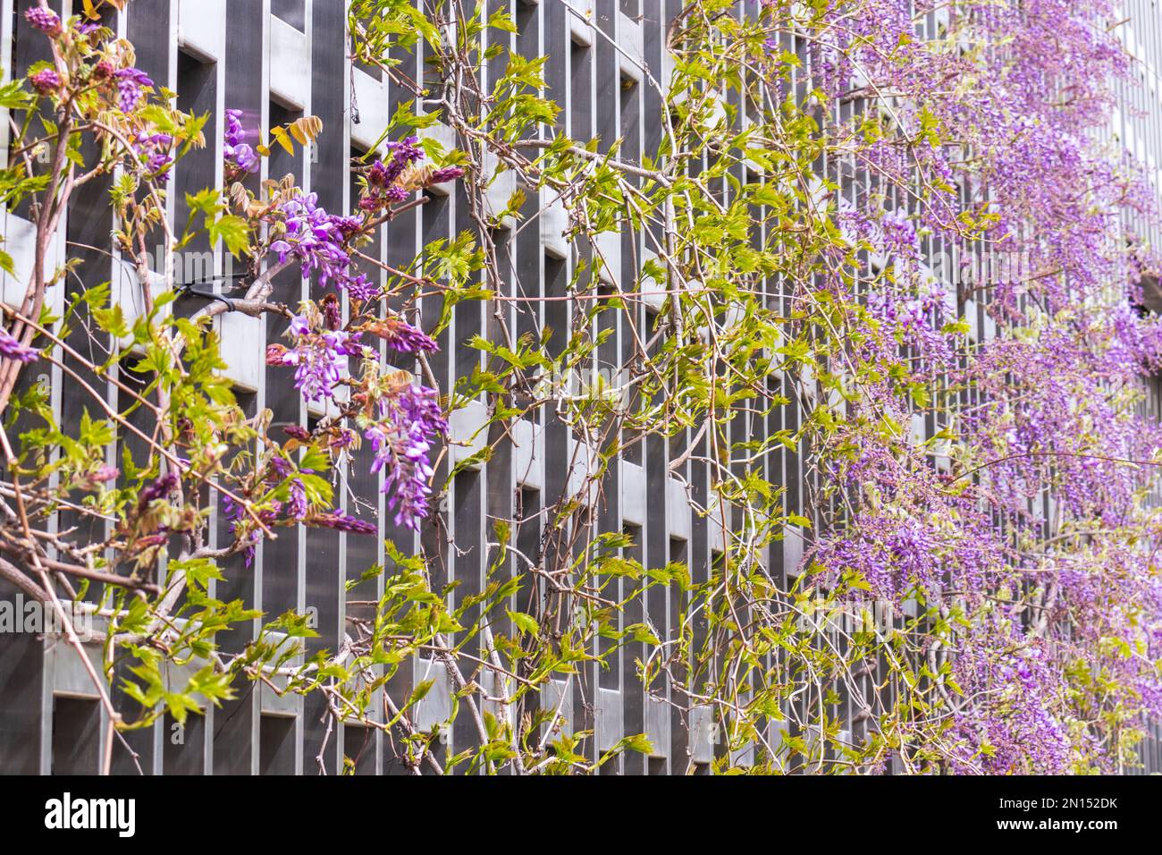 Blühender Wisteria-Ast im Frühlingsgarten. Stockfoto