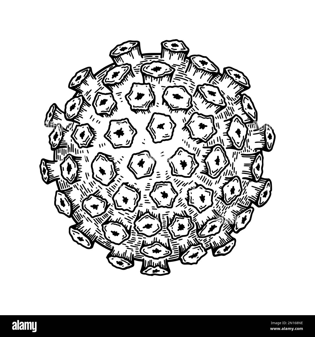 Papillomavirus auf weißem Hintergrund isoliert. Handgezeichnete, realistische, wissenschaftlich fundierte Vektordarstellung im Skizzenstil Stock Vektor