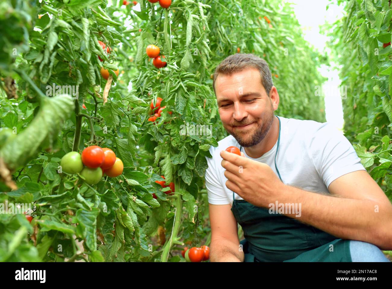 Bauer im Gewächshaus Anbau und Ernte reifen Tomaten zum Verkauf Stockfoto