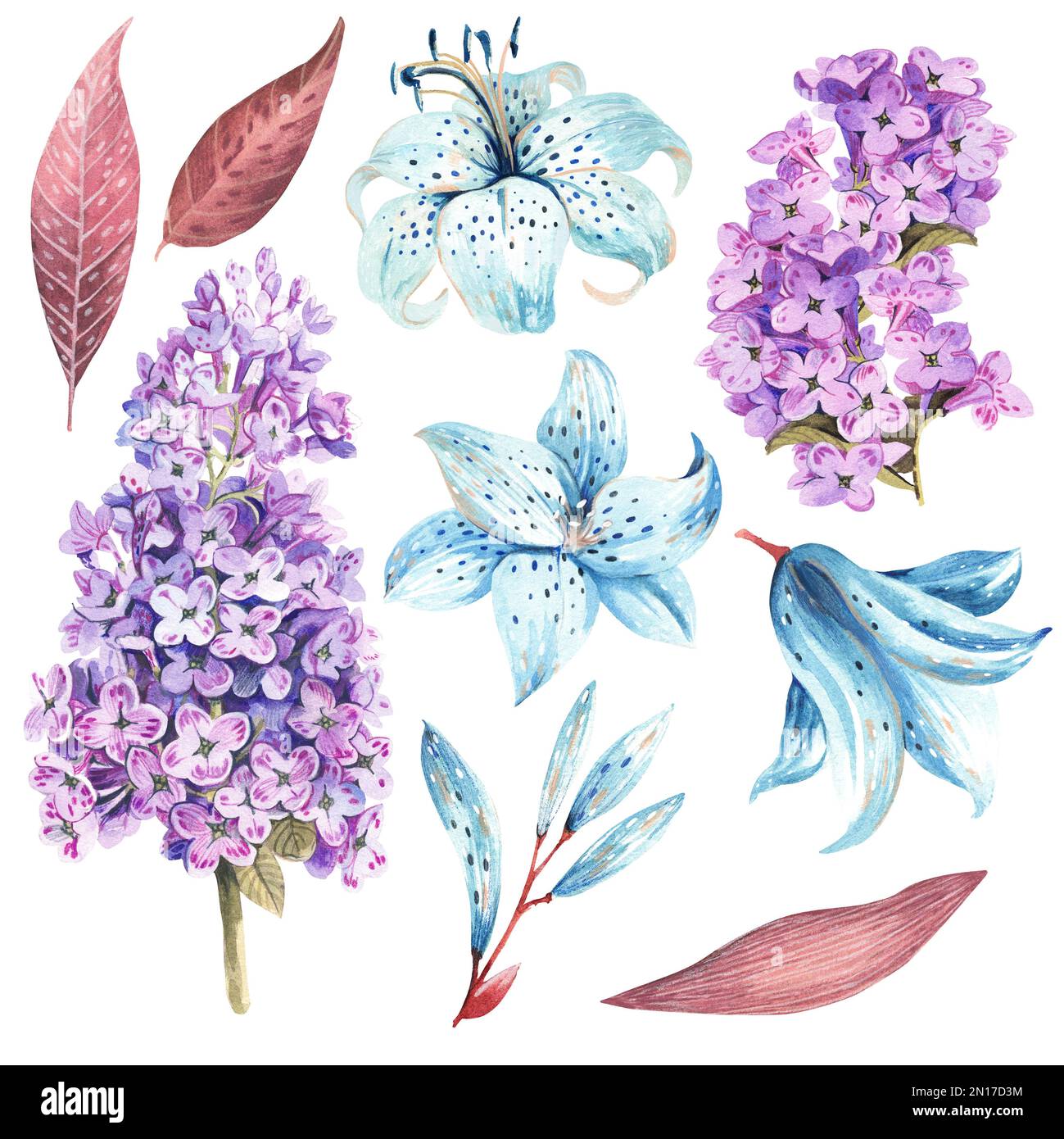 Frühlingsblumen auf weißem Hintergrund. Aquarelldarstellung. Stockfoto