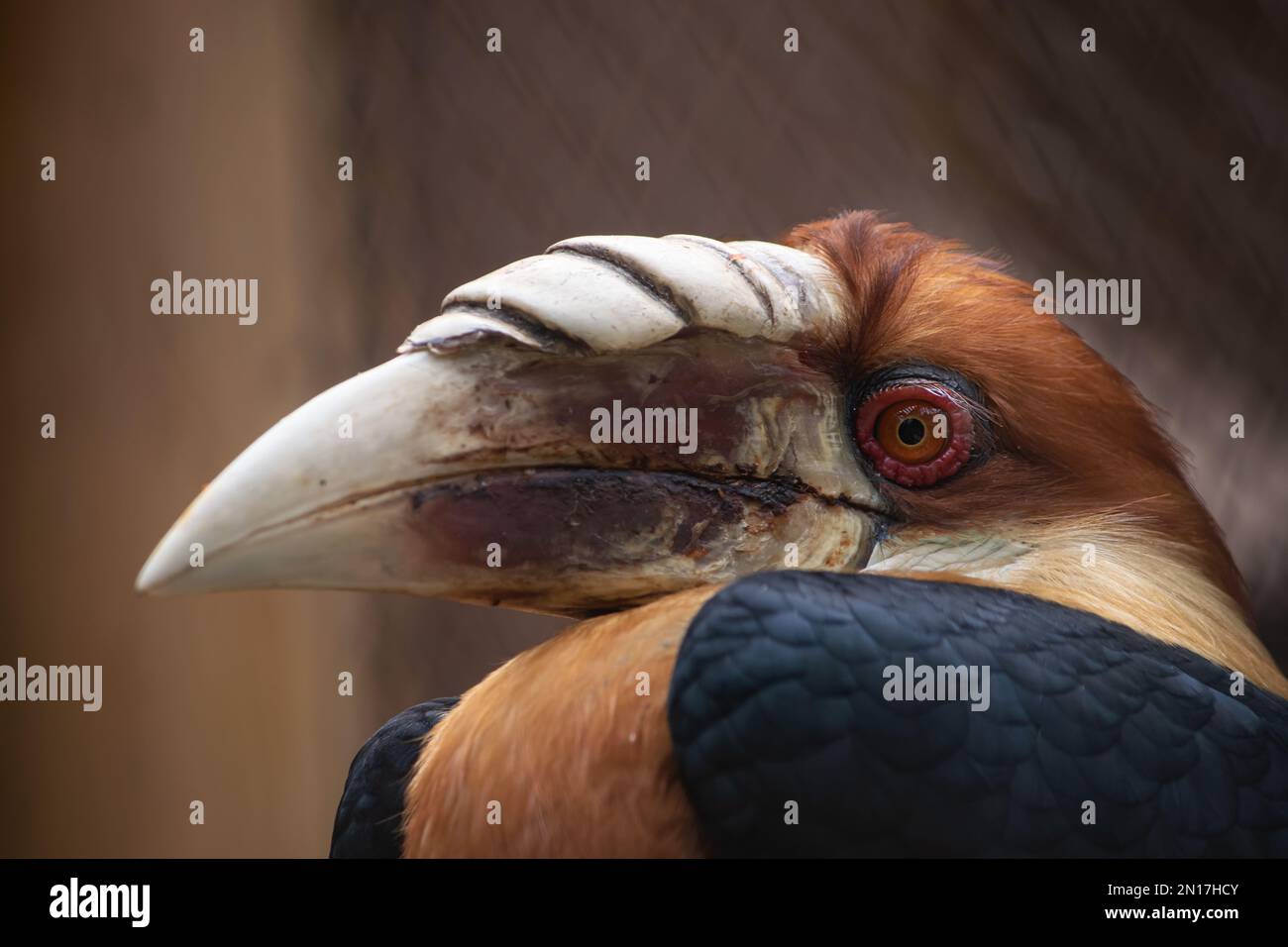 Blyths Hornbill Rhyticeros plicatus Stockfoto