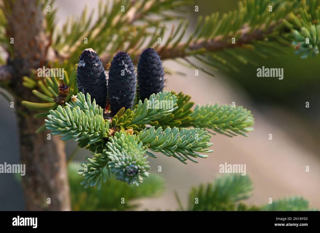 Nadeln und Zapfen der Schwarzen Fichte (Picea mariana), die im Juni in Südost-Alaska fotografiert wurde Stockfoto