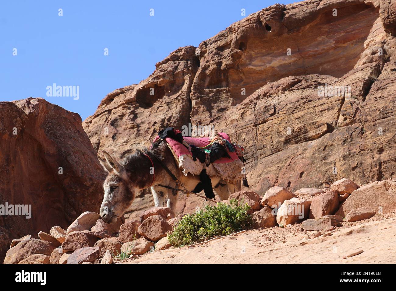 Gefesselte Esel Petra, Jordan Stockfoto