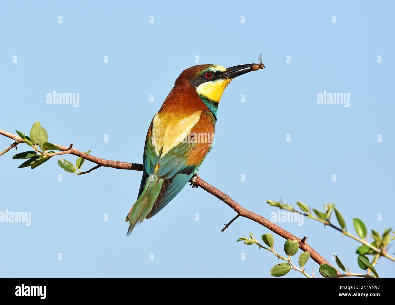 Europäischer Bienenesser mit einer Biene auf der Rechnung Stockfoto
