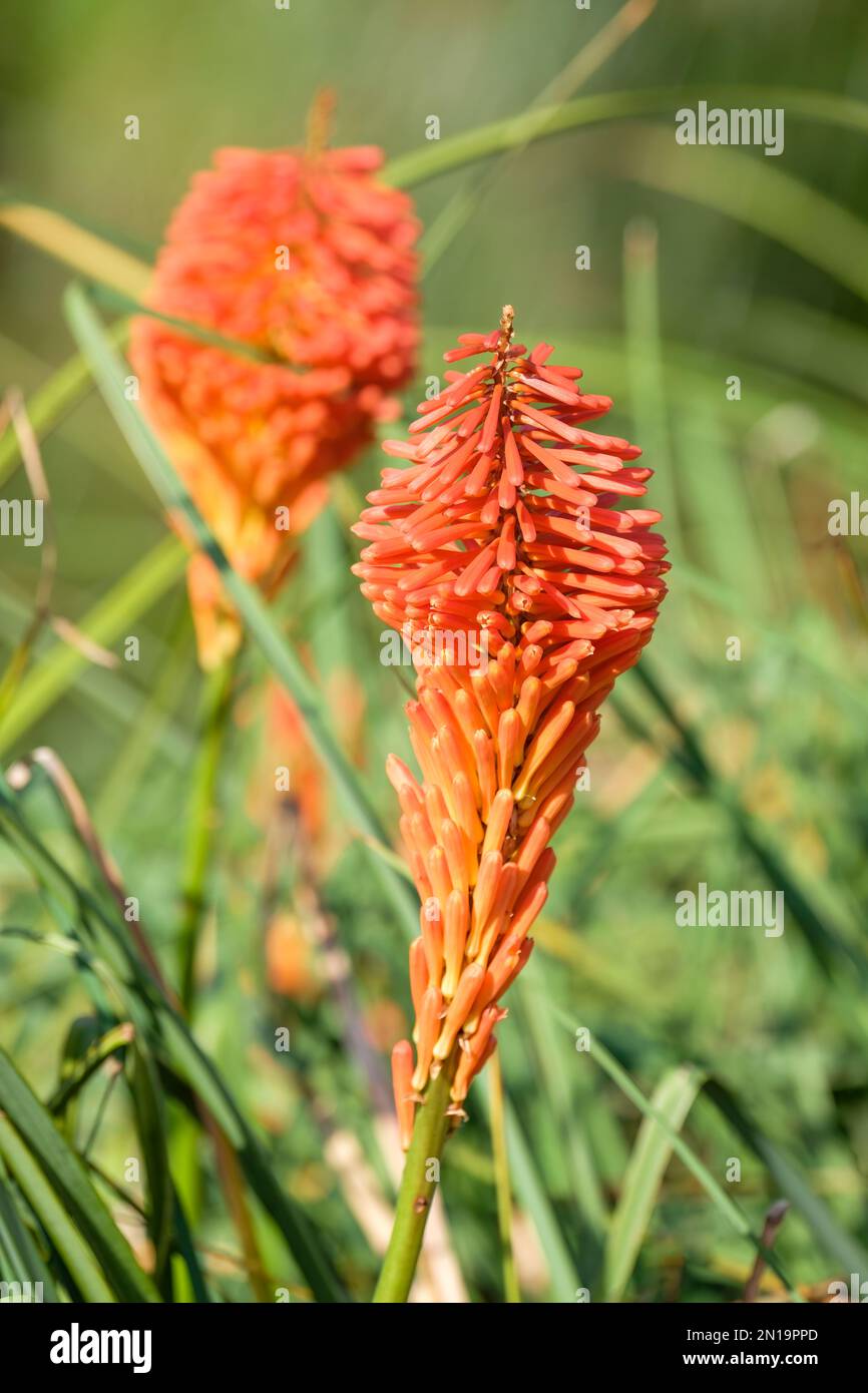 Kniphofia Erecta, der rot-heiße Poker Erecta, Kniphofia aloides erecta, Erecta Fackelblume, orangefarbene Blumen, die sich beim Öffnen nach oben drehen Stockfoto