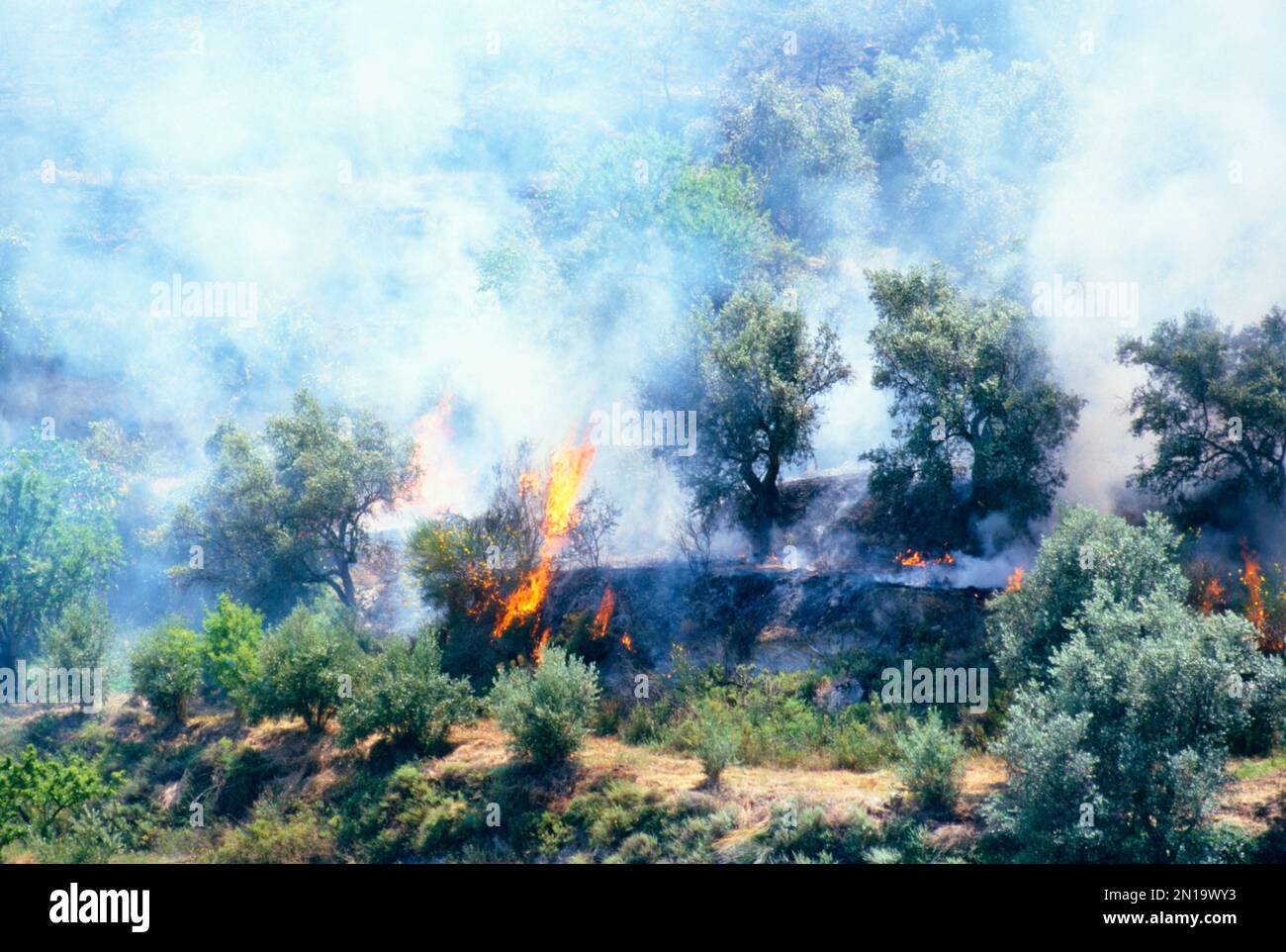 Wildfeuer in Andalusien, Spanien Stockfoto