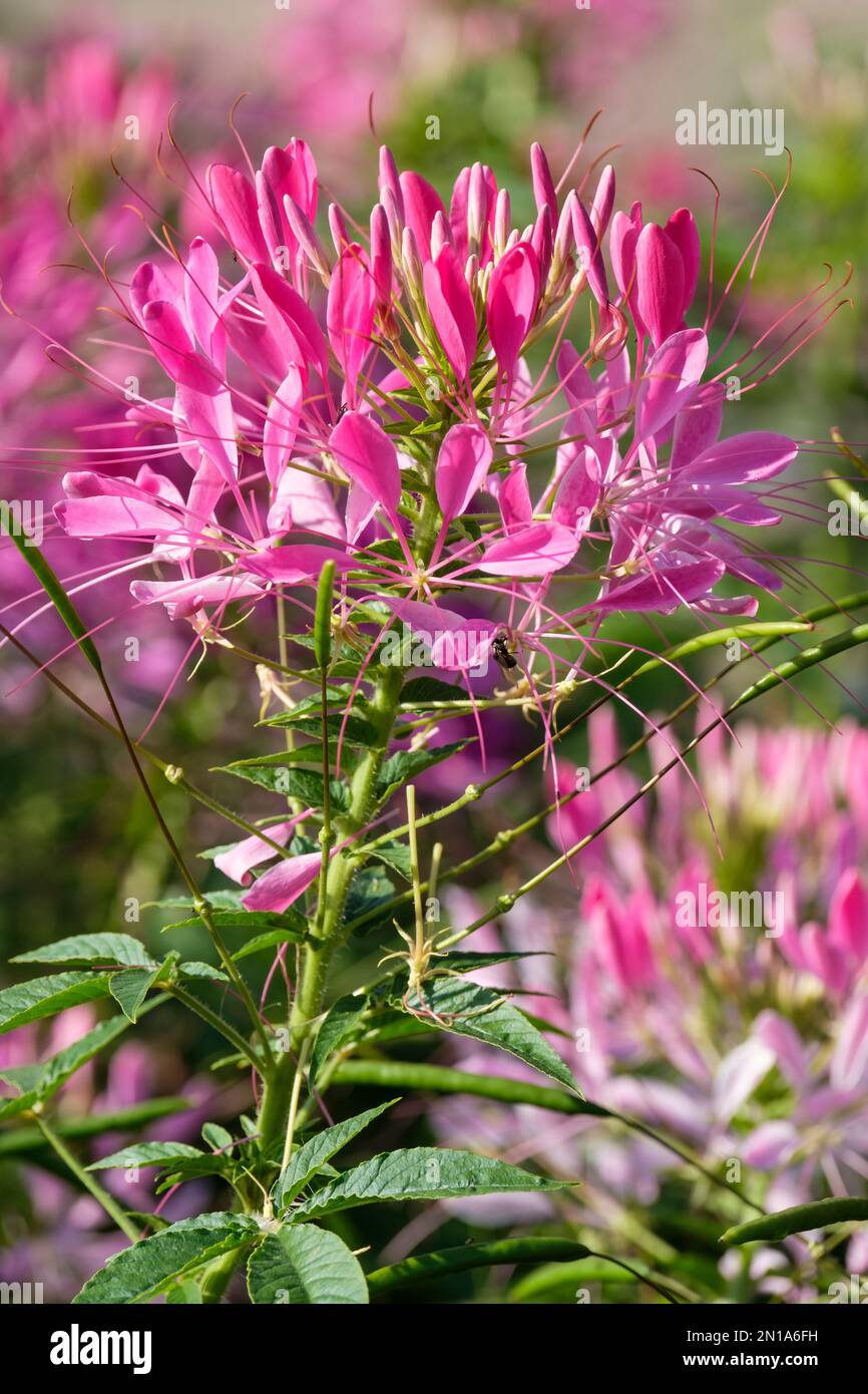 Cleome spinosa Cherry Queen, Spider Flower Cherry Queen, rosafarbene Blumen, ausgeprägte Stadien Stockfoto