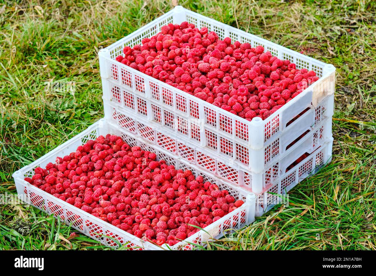 Beeren Himbeeren Ernte rote Kästen Gras pflücken grün weiß saftiger Bauer Hand Arbeit Vitamine nützlicher Verkauf Lebensmittel gesunde Lebensmittel Vegetarier Lagerung Stockfoto