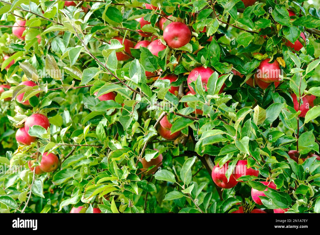 Äpfel Ast Baum ernten Vitamine hängende rote Blätter grüner Bauerngarten Natur Früchte sonniger Tag Wetter beißt Saft Tierfutter Brühe Stockfoto