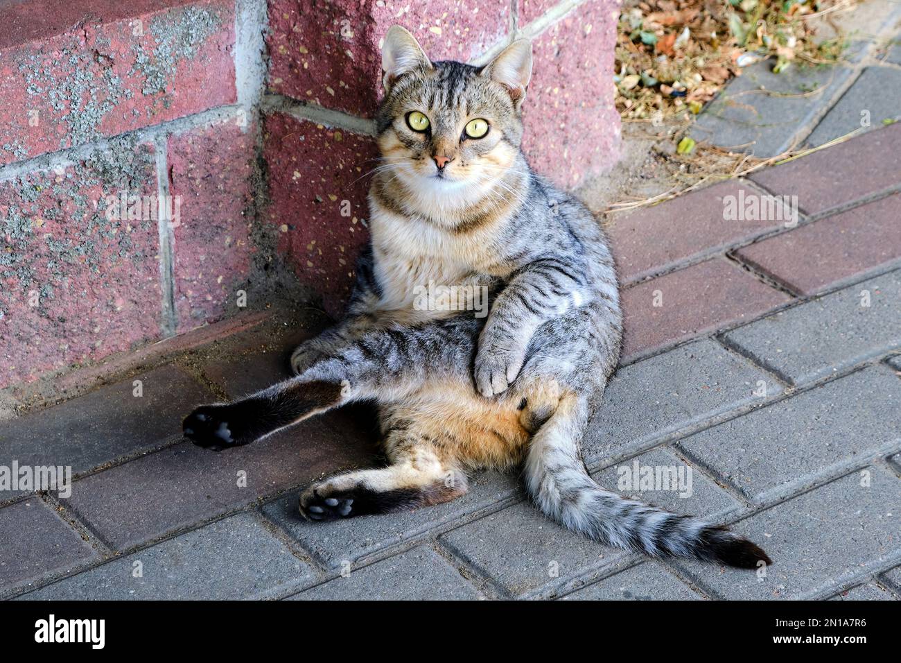 Katzenkatze männlich sitzend lustig gestreifter Hof Haus wilde Wolle Augen Schwanz grau aussehende Pfoten Bürgersteig Stadtmauer hinterlässt Stimmungswäsche saubere Flöhe Stockfoto