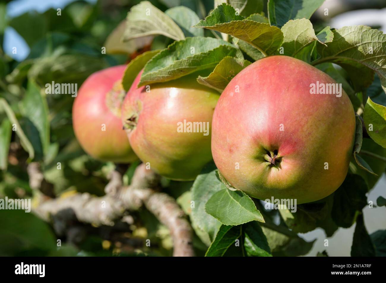 Malus domestica Tom Putt, Apple Tom Putt, Milchbaum, konische Früchte, Herbsternte Stockfoto