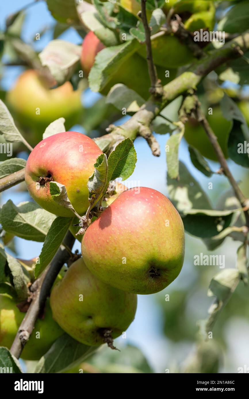 Malus domestica Tom Putt, Apple Tom Putt, Milchbaum, konische Früchte, Herbsternte Stockfoto