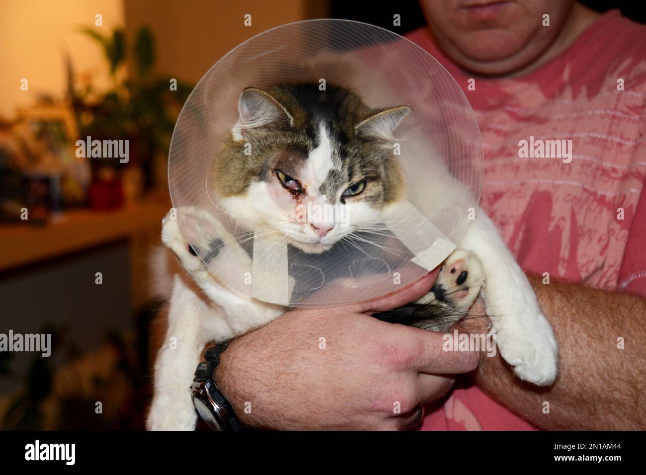 Die Katze trägt einen Katzenkegel, auch bekannt als elisabethanischer Kragen, E-Kragen, Kragen, Schamkegel, Radarschüssel für Haustiere, Lampenschirm oder saf t eilt. Stockfoto