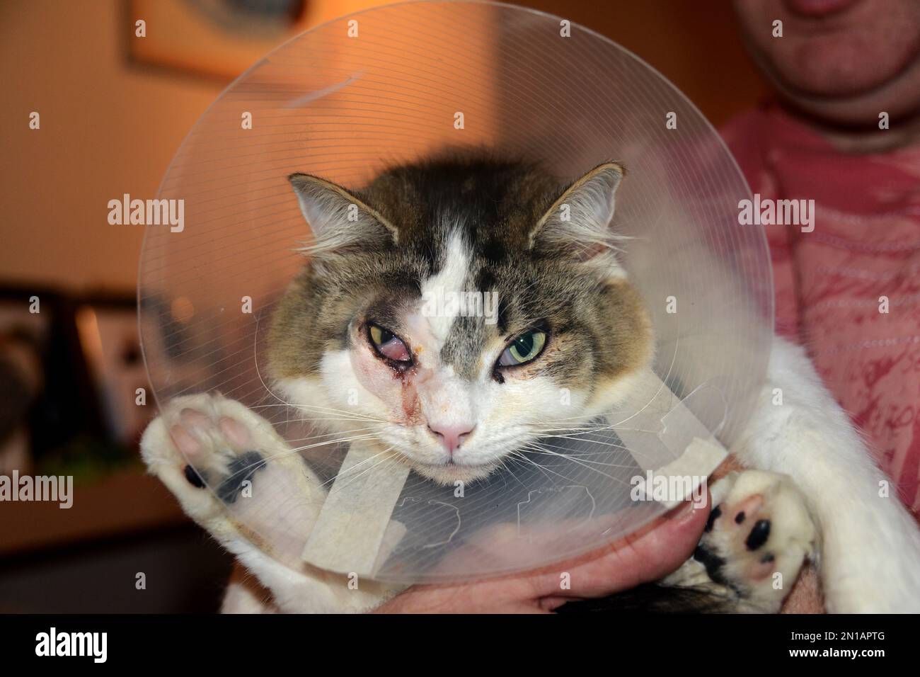 Die Katze trägt einen Katzenkegel, auch bekannt als elisabethanischer Kragen, E-Kragen, Kragen, Schamkegel, Radarschüssel für Haustiere, Lampenschirm oder saf t eilt. Stockfoto