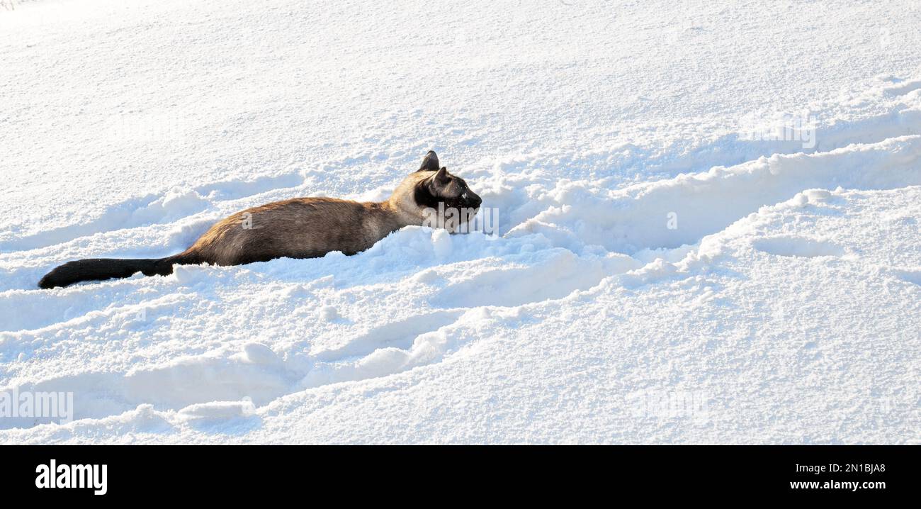 Die siamesische Katze kommt durch den tiefen, lockeren Schnee nach Hause. Stockfoto