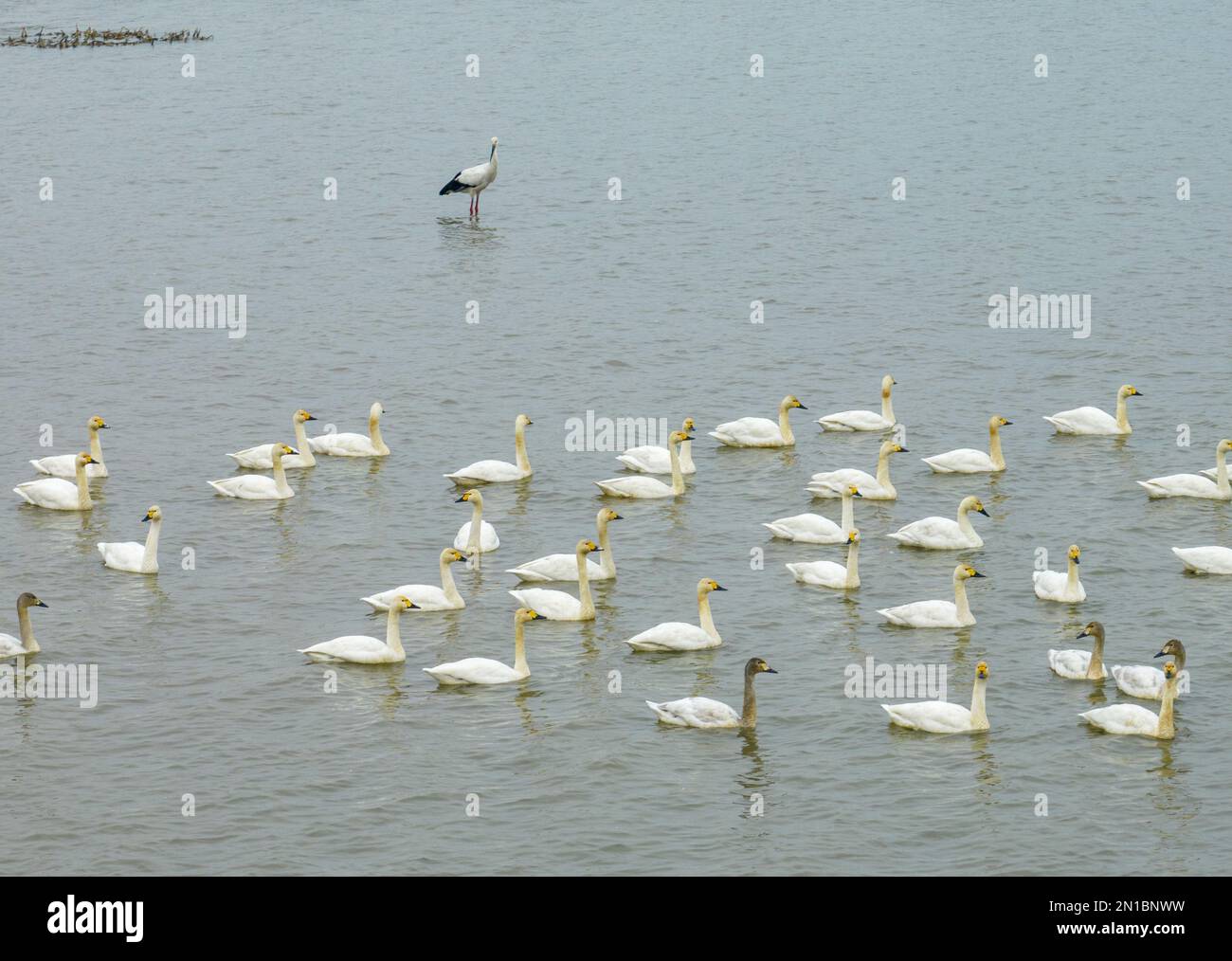 6. Februar 2023, Huai'an, Huai'an, China: Am 5. Februar 2023, am Ufer des Gaoyou-Sees, Jinhu County, Huai'an Stadt, Provinz Jiangsu, Scharen von Zygneten und Reiherden, die auf dem See durchsucht und beschlagnahmt wurden. Die ökologische Verbesserung des Gaoyou-Sees hat viele Schwäne in den Winter gezogen und ist zu einem wunderschönen Zuhause für Wildvögel wie Reiher geworden. (Kreditbild: © SIPA Asia via ZUMA Press Wire) NUR REDAKTIONELLE VERWENDUNG! Nicht für den kommerziellen GEBRAUCH! Stockfoto