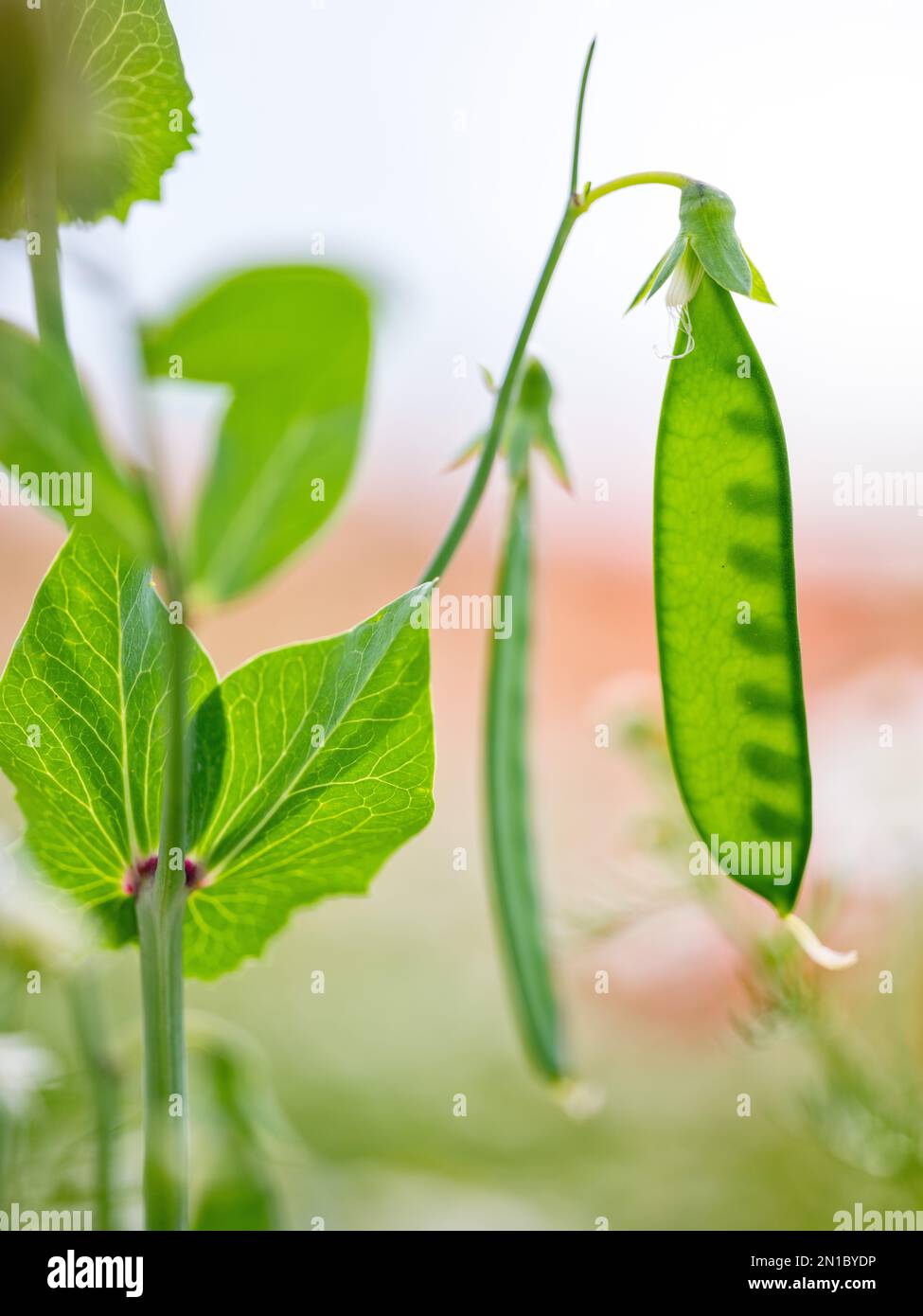 Nahaufnahme des Anbaus von frischen grünen Gartenerbsen Stockfoto