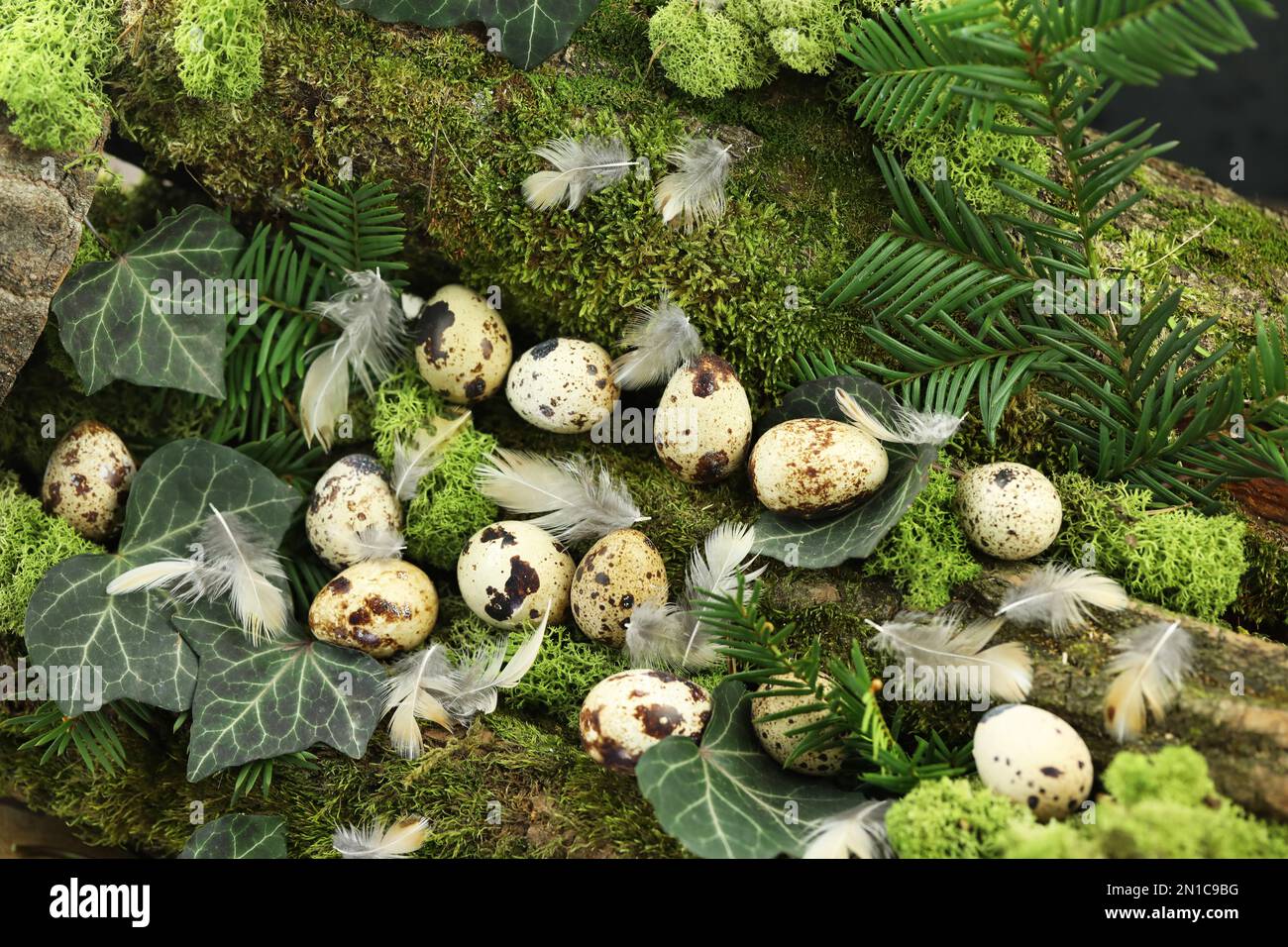 Wachteleier im Gras auf naturgrünem Hintergrund Stockfoto