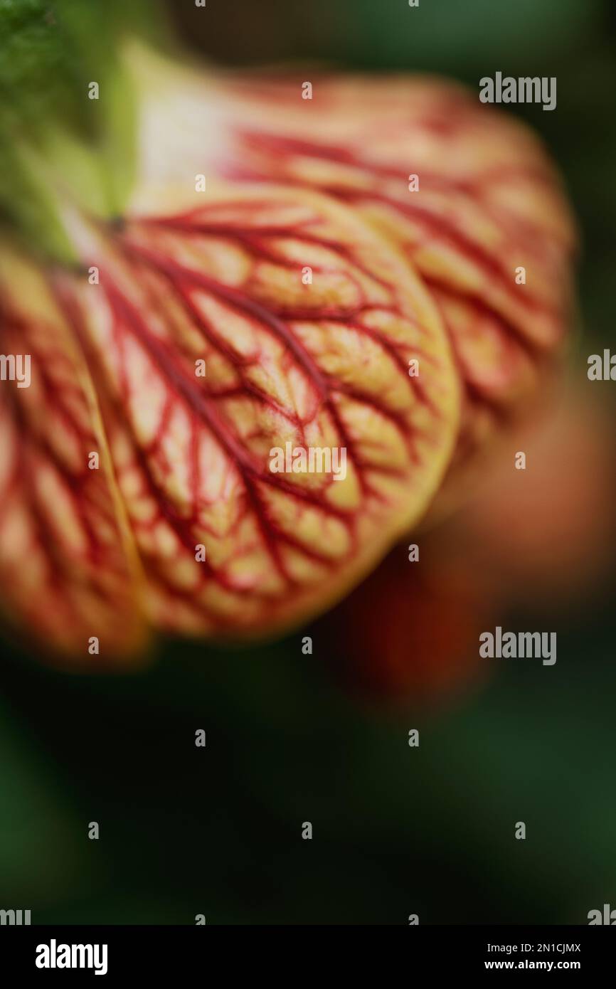 Nahaufnahme einer einzelnen Blume auf einer Pflanze mit dem Spitznamen Chinese Lantern Plant Stockfoto