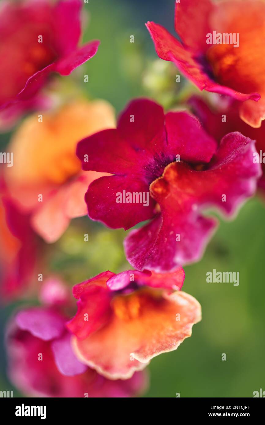 Kalideaskop der Natur, die besten Rot-, Orange-, Grün- und Gelbtöne, alles an einem Ort im Garten mit diesen Blumen Stockfoto