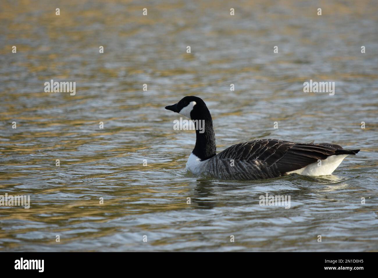 Ungestörte, sonnige Natur. Stockfoto