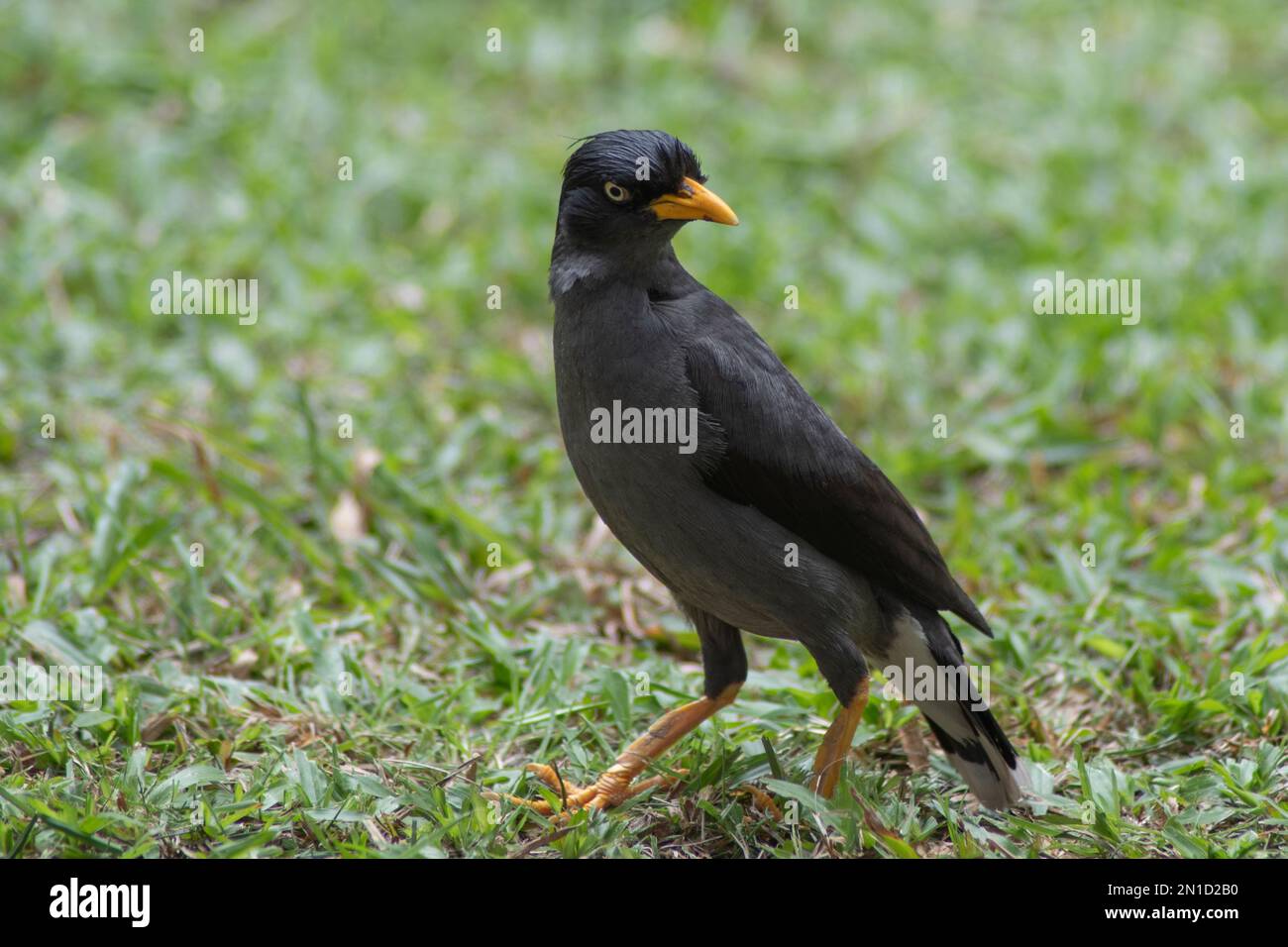 Javan Mynah, Acridotheres javanicus, ein gewöhnlicher Vogel ist überall in Singapur zu sehen Stockfoto