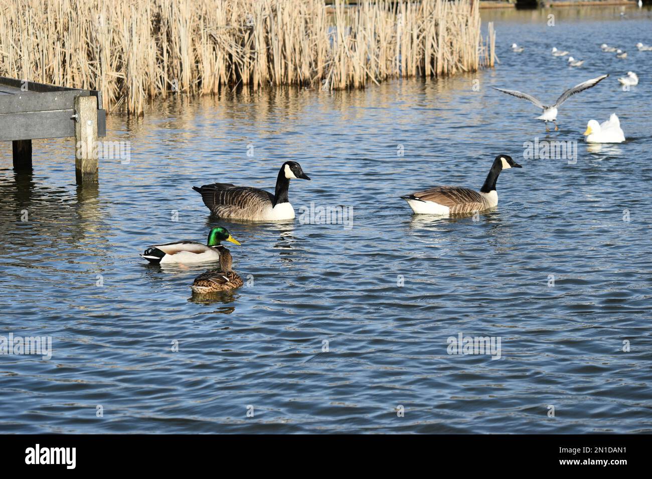 Wilde Natur an sonnigen Tagen Stockfoto