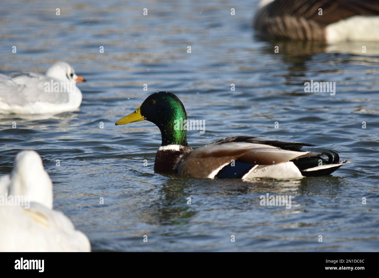 Wilde Natur an sonnigen Tagen Stockfoto