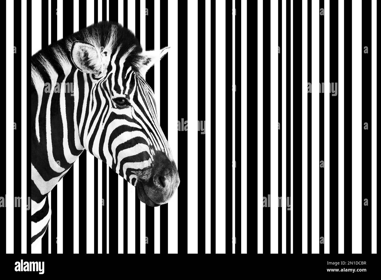 Detail eines Zebrakopfes über einem abstrakten weiß-schwarz gestreiften Hintergrund. Stockfoto