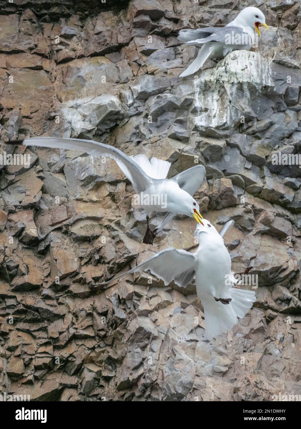 Ausgewachsene schwarzbeinige Kittiwakes (Rissa tridactyla), die an den Klippen im Süden Bjornoyas, Svalbard, Norwegen, Europa kämpfen Stockfoto