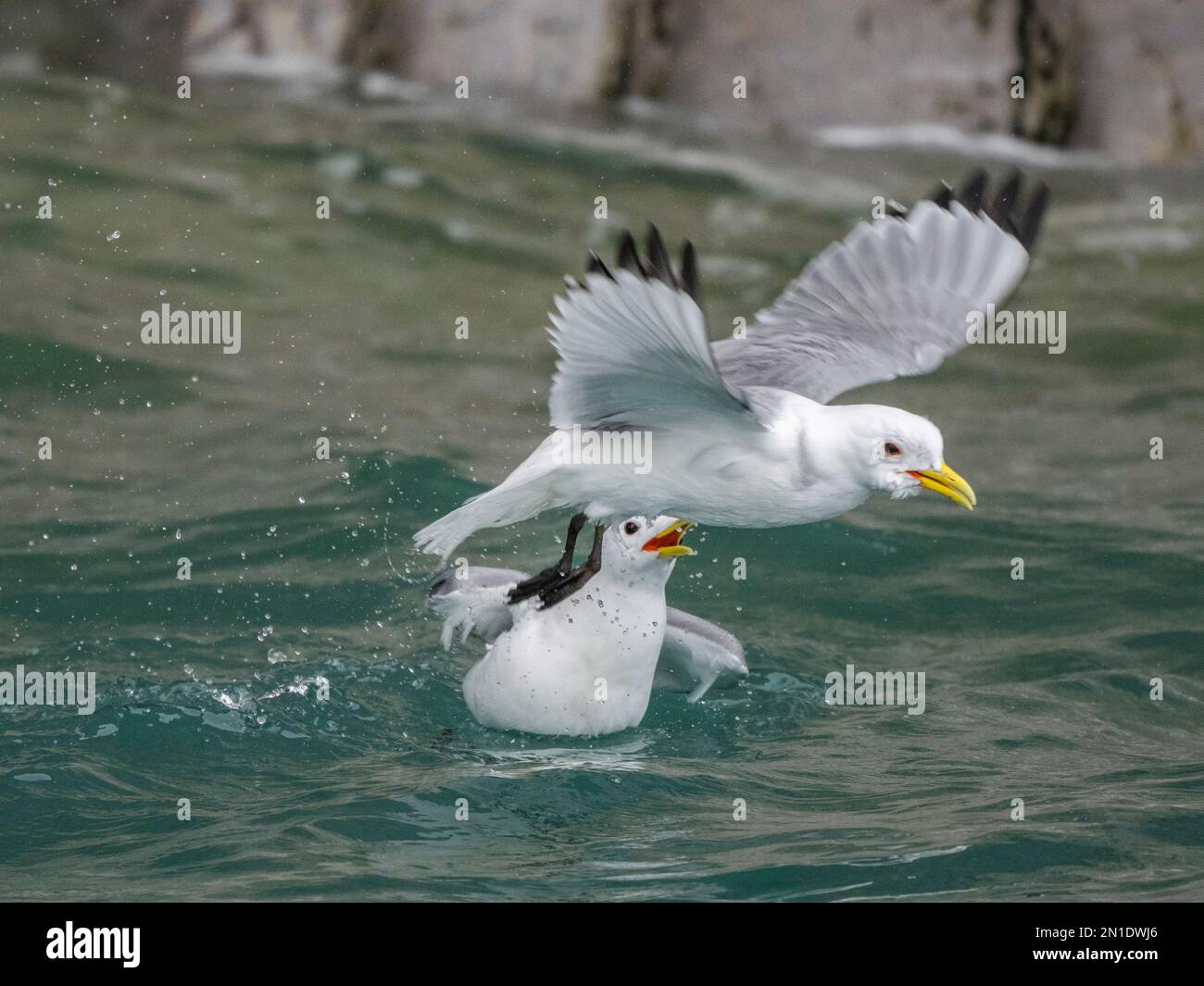 Ausgewachsene schwarzbeinige Kätzchen (Rissa tridactyla), die im Meer an den Klippen im Süden Bjornojas, Svalbard, Norwegen, Europa kämpfen Stockfoto