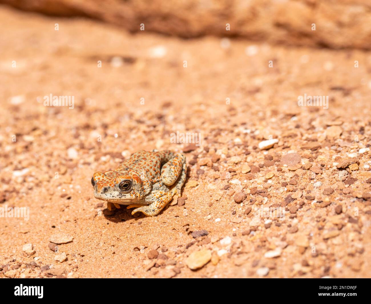 Eine Erwachsene Rotfleckenkröte (Anaxyrus punctatus), die sich in der Sonne im Grand Canyon-Nationalpark, Arizona, USA, Nordamerika, sonnt Stockfoto